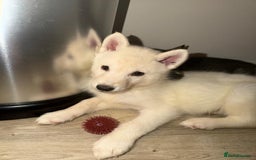 Siberian Husky dogs for sale: 3 x Siberian husky puppies  - Image 4