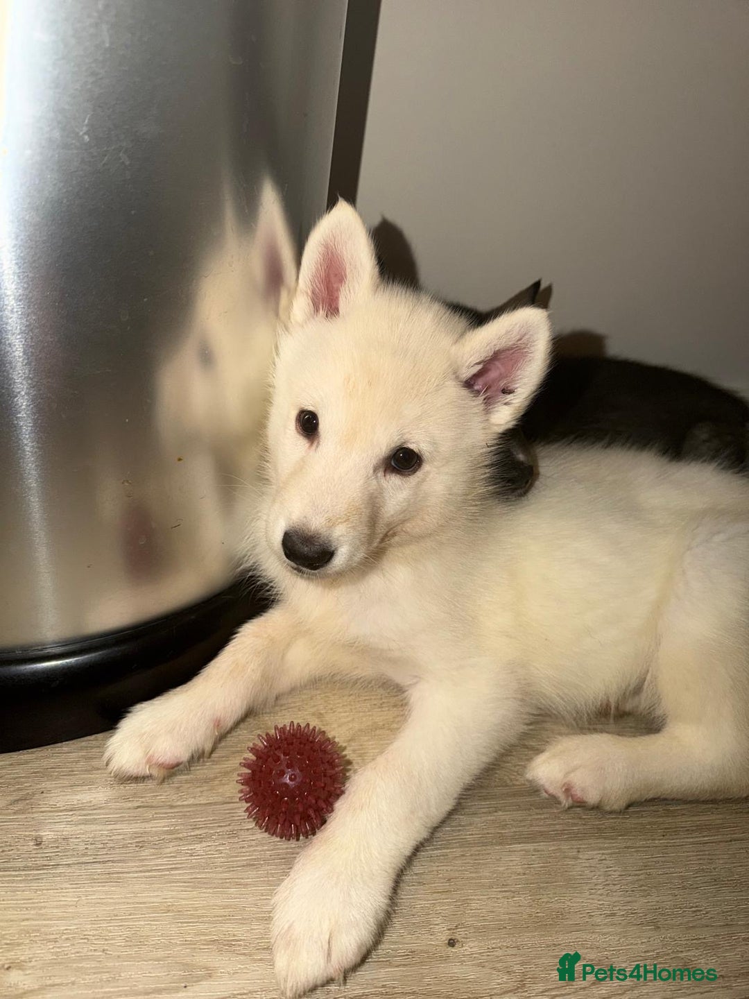 Siberian Husky dogs for sale: 3 x Siberian husky puppies  - Image 4