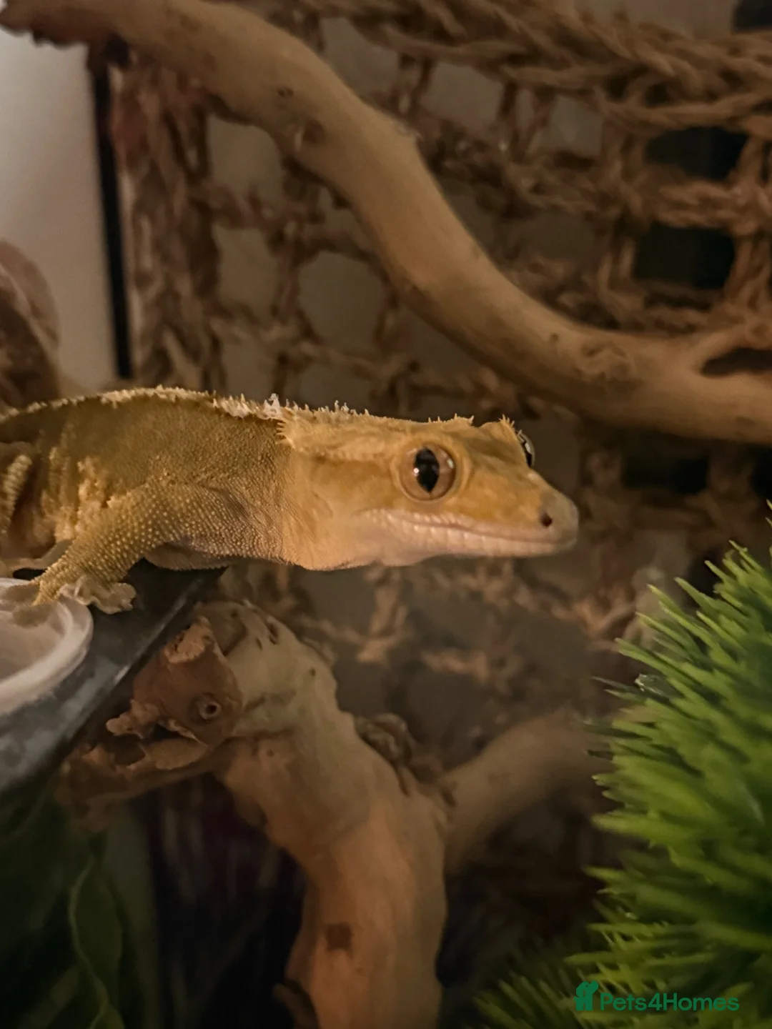 Gecko reptiles for sale: Tigger - crested gecko, need rehoming. in Sleaford - Advert 2