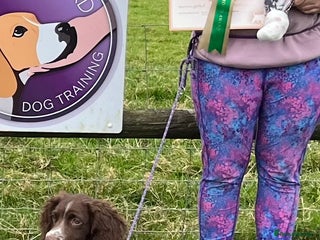 English Springer Spaniel dogs Talented Young Gundog - Advert 13
