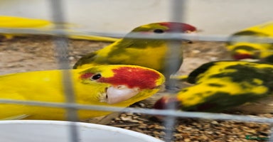 Parakeets birds - Advert 6