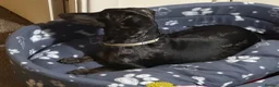 Dachshund dogs for sale: 1 year old female Dachshund for sale - Advert 3