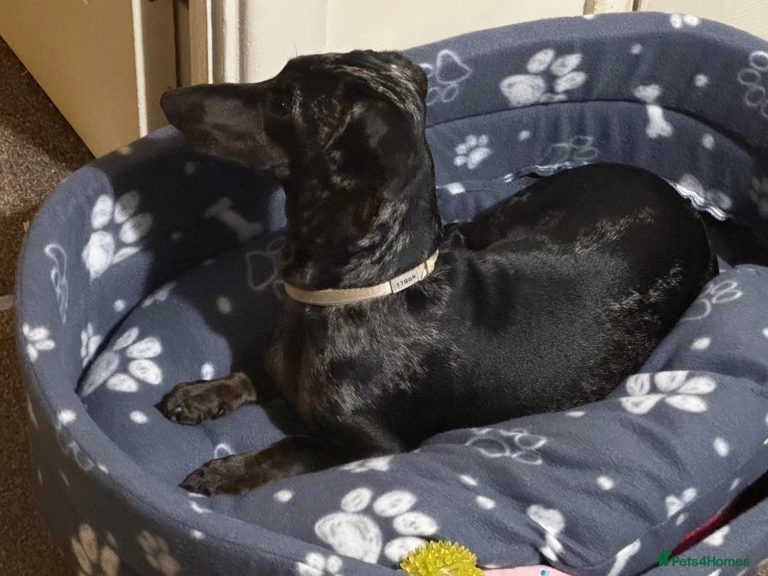 Dachshund dogs for sale: 1 year old female Dachshund for sale - Advert 3