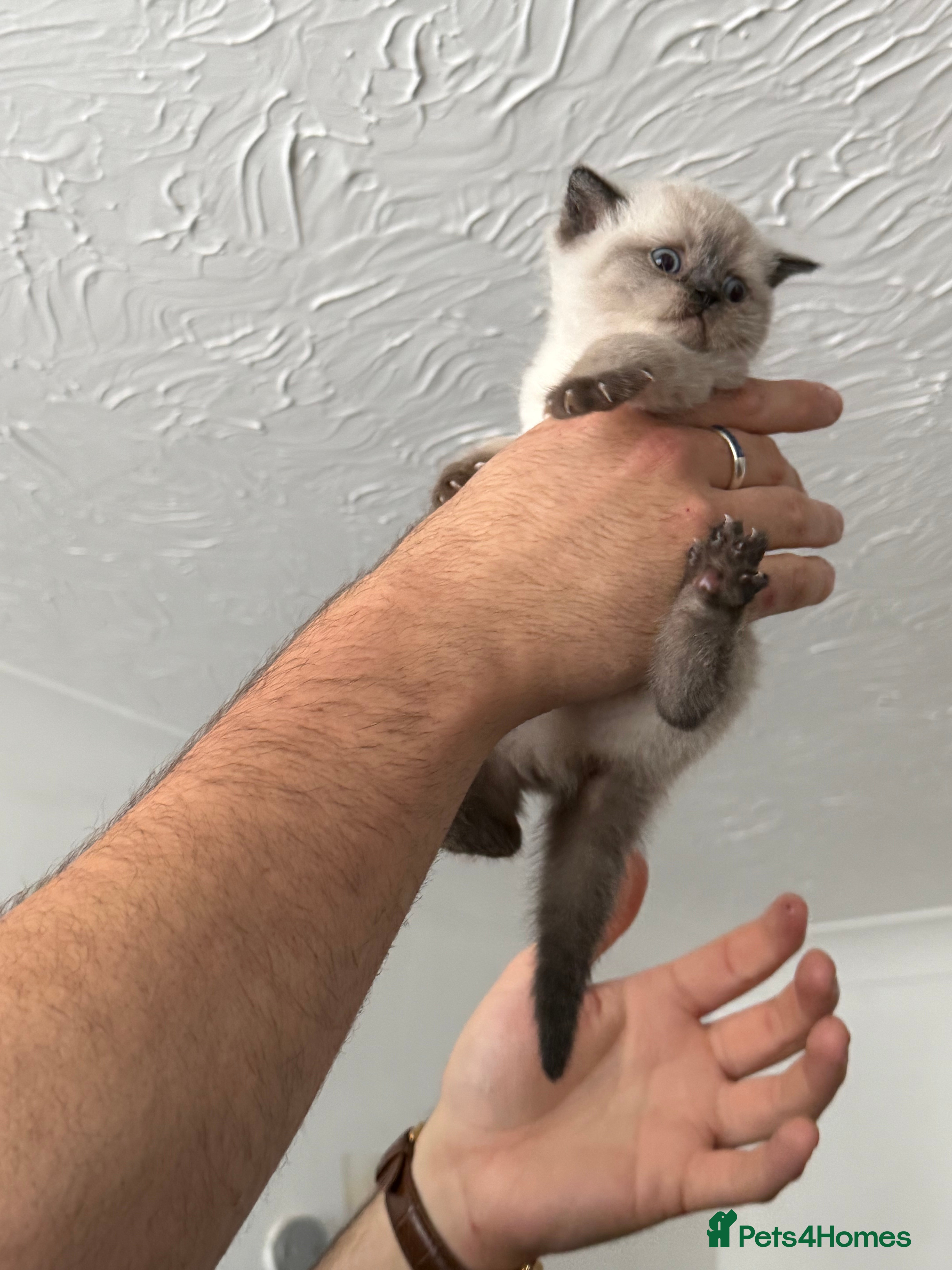 British Shorthair cats Two beautiful British shorthair X Scottish fold  - Advert 2