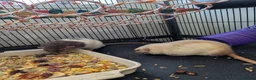 Rat rodents for sale: 4 beautiful male rats for free loving home  - Advert 7