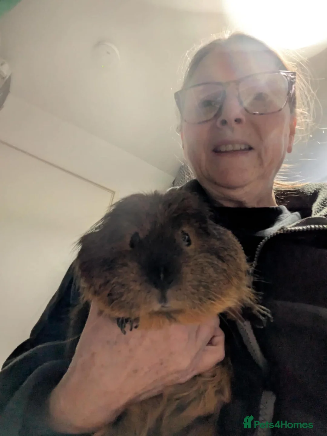 Guinea Pig rodents for sale: 2 male guinea pigs with cage - Advert 1
