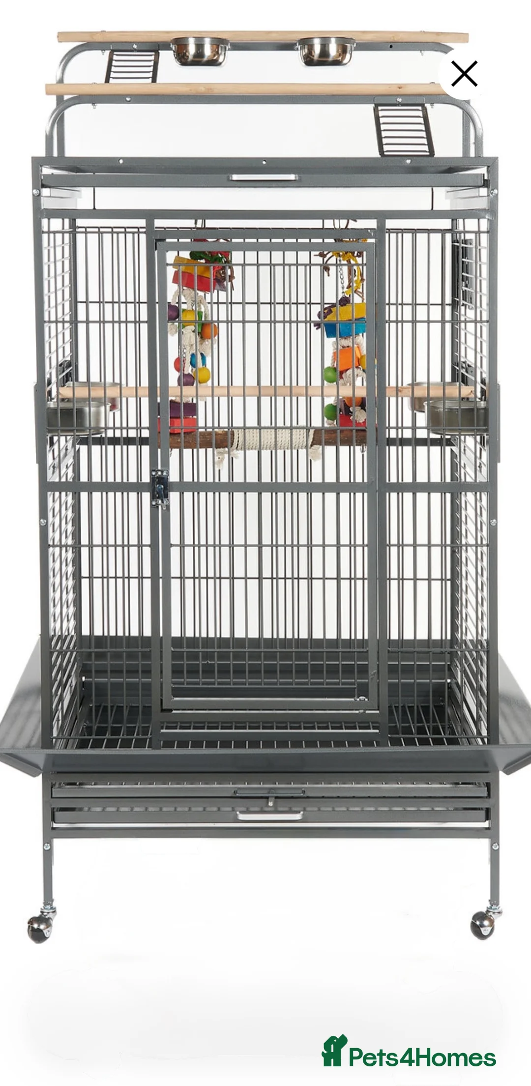 Conures birds for sale: Green cheek conures - Advert 2