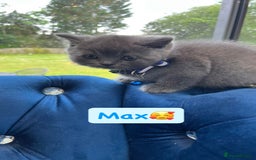 British Shorthair cats for sale: GCCF British Shorthair kittens  - Image 19