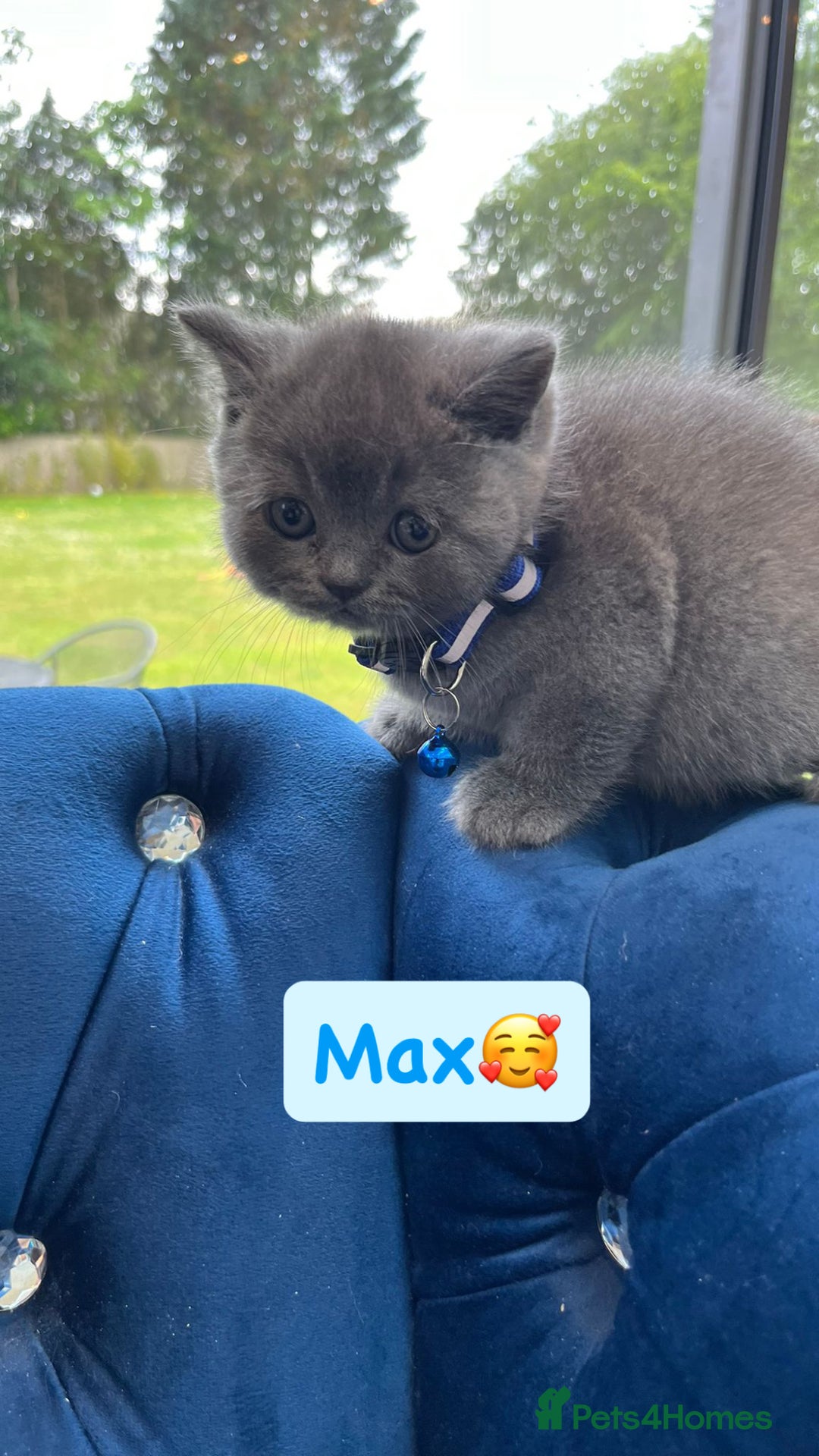 British Shorthair cats for sale: GCCF British Shorthair kittens  - Image 19