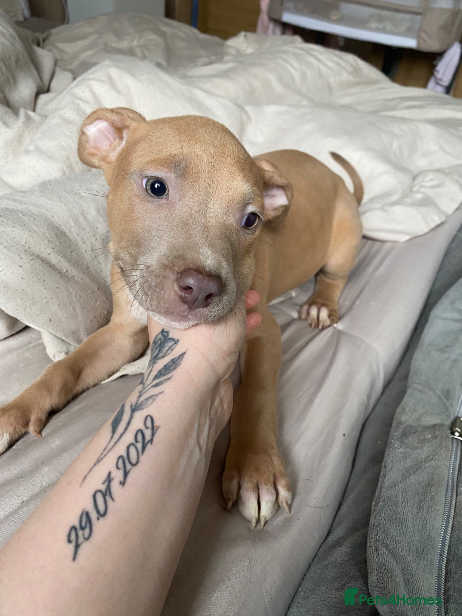 American Bully dogs ❗️READY TO LEAVE,OFFERS WELCOMED  - Advert 4