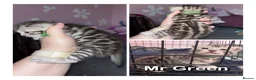 Bengal cats for sale: Bengal mix kittens  - Advert 5