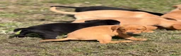 Labrador Retriever dogs for sale: 7 gorgeous kc Labrador puppies - Advert 8