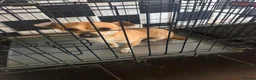 Jack Chi dogs for sale: male jack russel mixed with Chihuahua in Barnsley - Advert 5