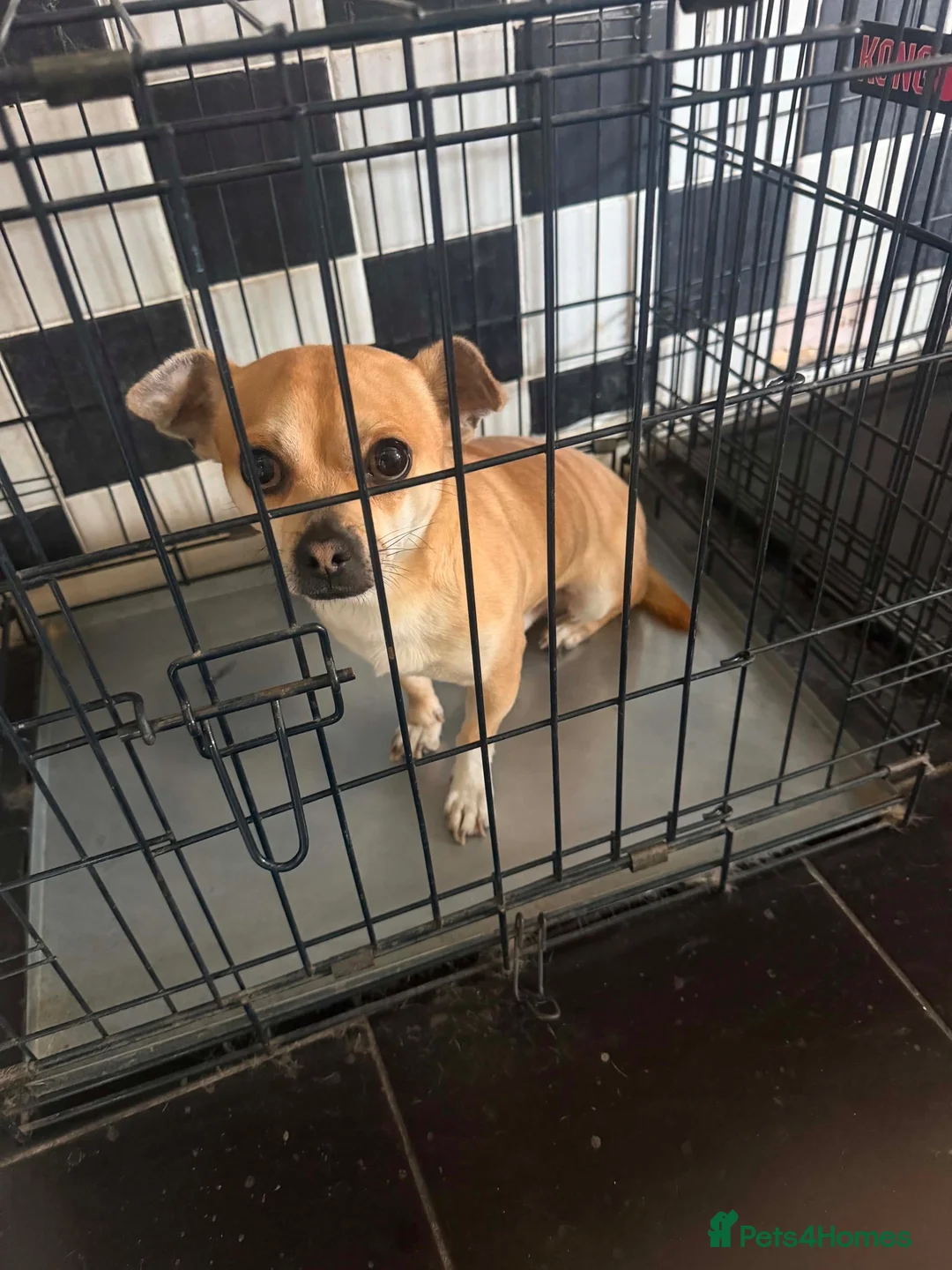 Jack Chi dogs for sale: male jack russel mixed with Chihuahua in Barnsley - Advert 5