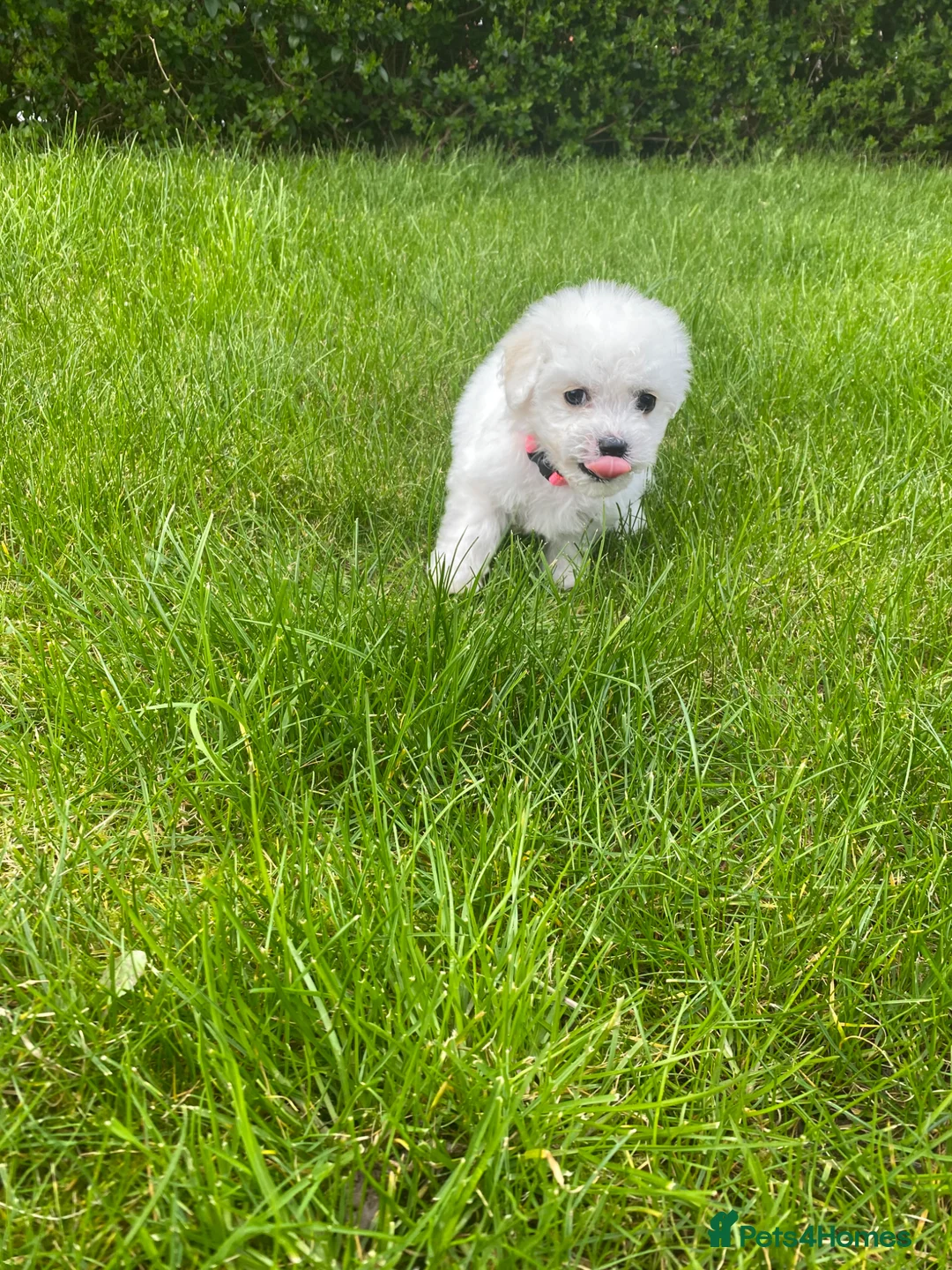Bichon Frise dogs for sale: Beautiful Bichon Puppies – 3 Girls & 2 Boys in Taunton - Advert 2