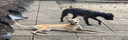 Mixed Breed dogs for sale: Beddy Whippet x Whippet lurchers  - Advert 6