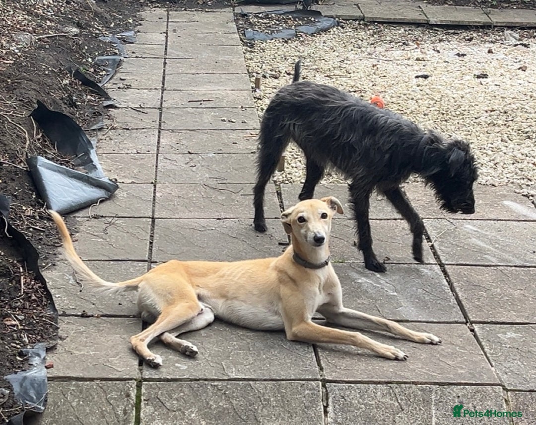 Mixed Breed dogs for sale: Beddy Whippet x Whippet lurchers  - Advert 6