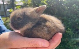 Lionhead rabbits for sale: 4 Beautiful Lionhead Baby Bunnies - Image 7
