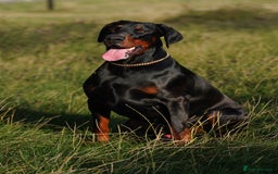 Dobermann dogs for stud: Elite European Doberman Stud – Champion Bloodlines - Image 18