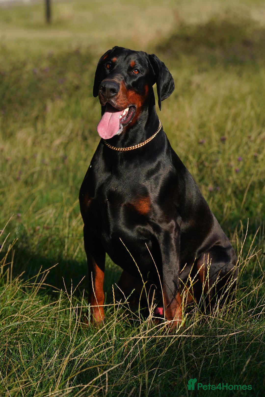 Dobermann dogs for stud: Elite European Doberman Stud – Champion Bloodlines - Image 18