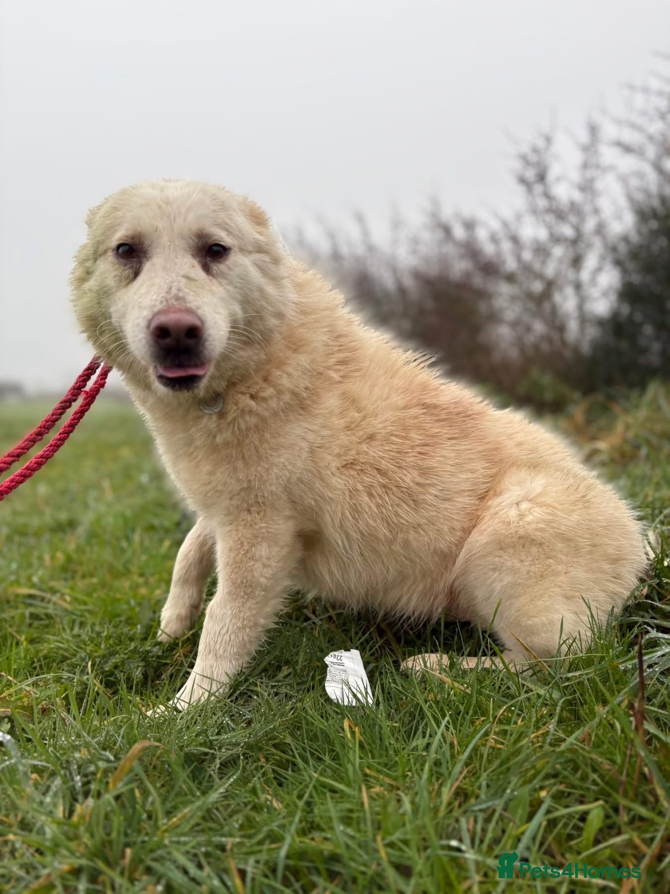 Mixed Breed dogs Granny - Norwich Norwich  - Advert 1