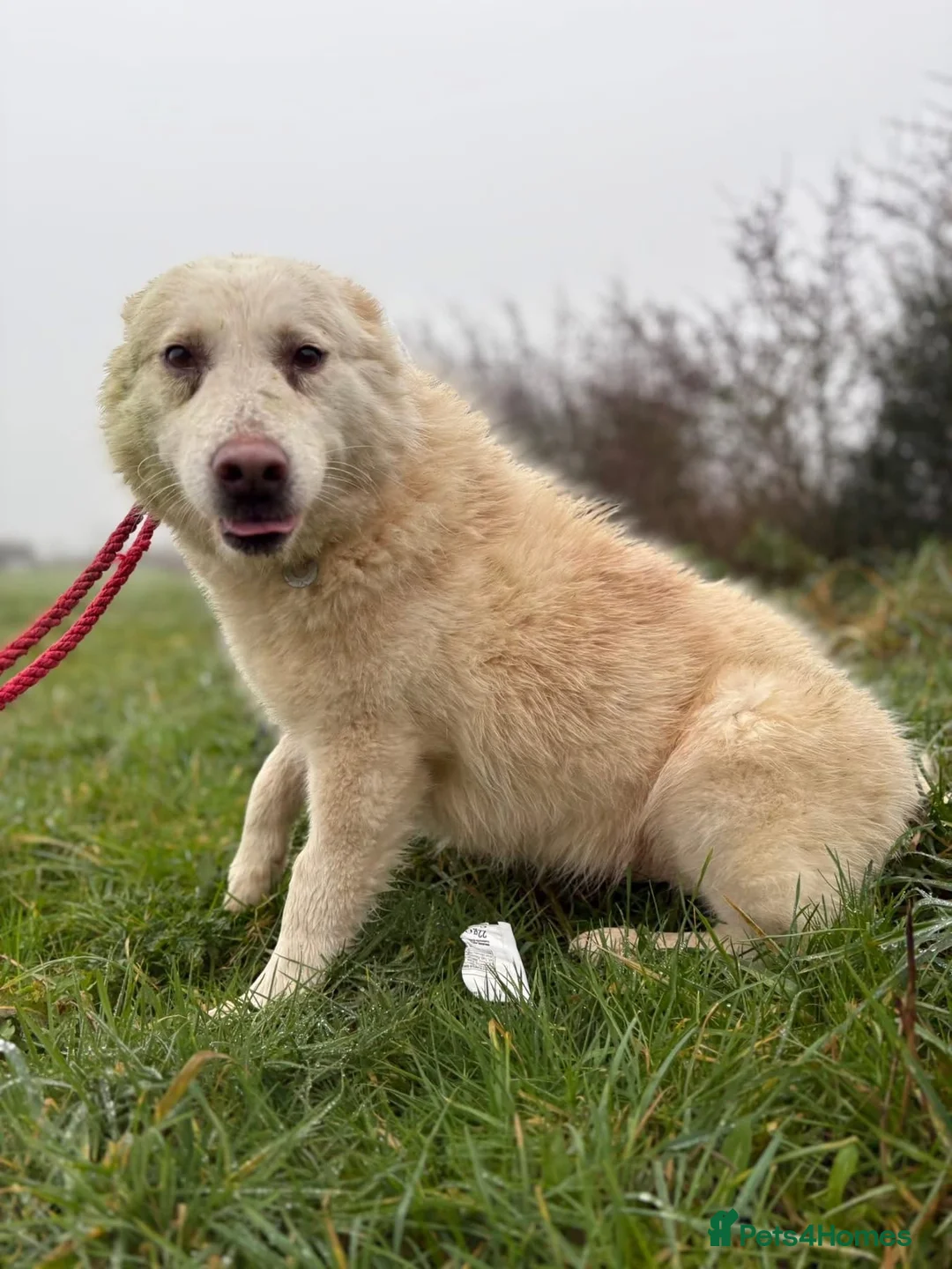 Mixed Breed dogs for adoption: Granny - Norwich Norwich  - Advert 1