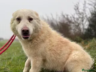 Mixed Breed dogs Granny - Norwich Norwich - Advert 1