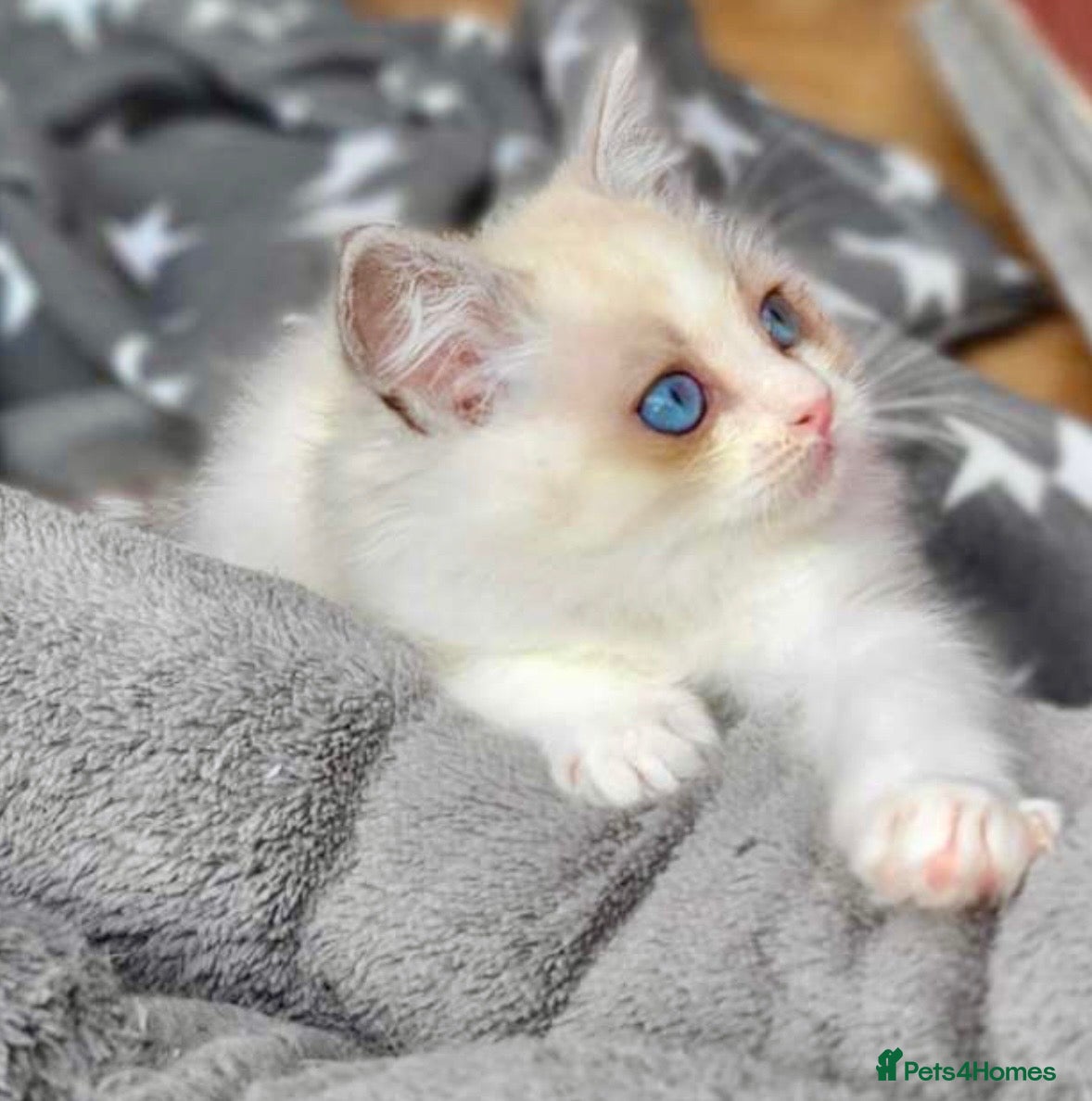 Ragdoll cats Full pedigree ragdoll boys  - Advert 14