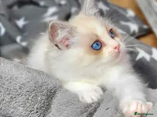 Ragdoll cats Full pedigree ragdoll boys - Advert 14