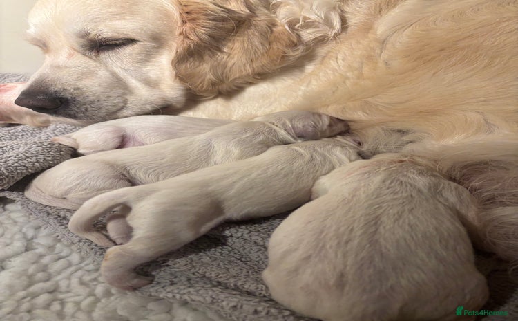 Golden Retriever dogs - Advert 3