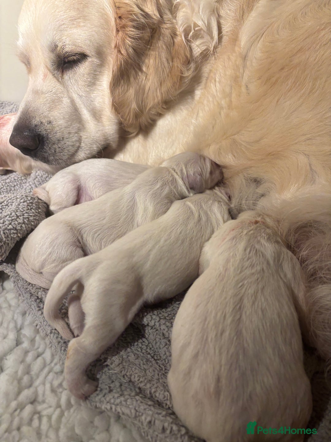 Golden Retriever dogs for sale: Gorgeous KC Reg Golden Retriever Puupies - Image 1