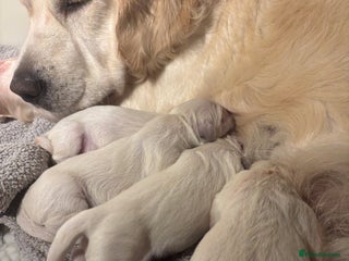 Golden Retriever dogs - Advert 1