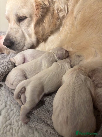 Golden Retriever dogs - Advert 3