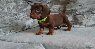 Dachshund dogs - Advert 4