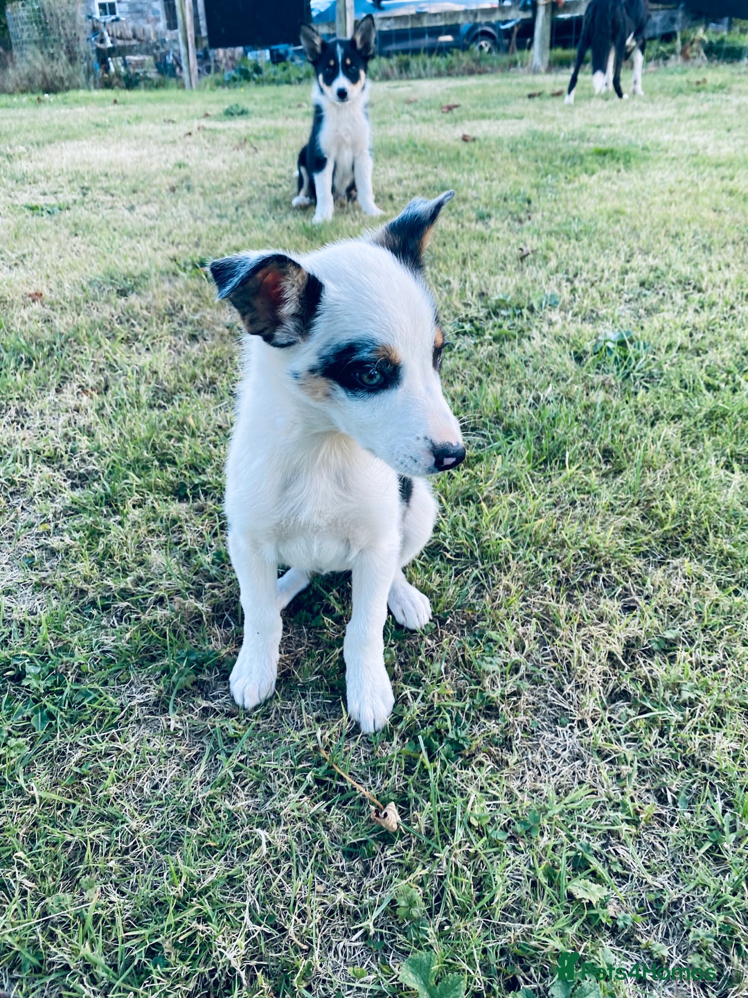 Border Collie dogs for sale: Merle puppy - Image 3