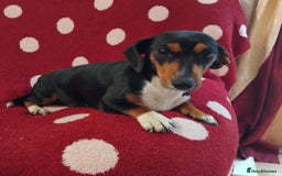 Dachshund dogs for sale: Pedigree miniature dachshunds - Image 10