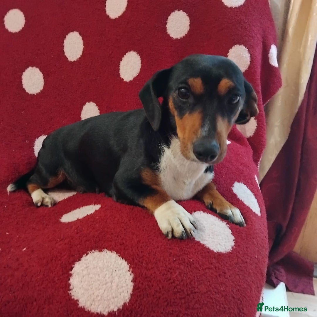 Dachshund dogs for sale: Pedigree miniature dachshunds - Image 10
