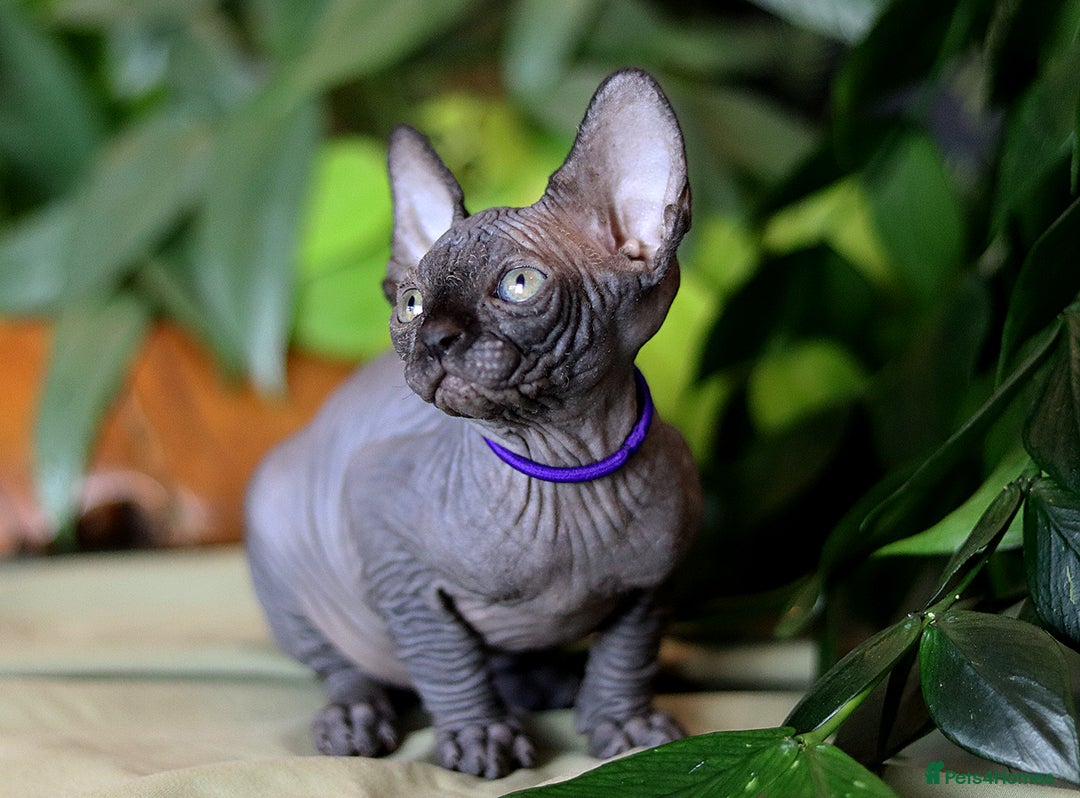 Sphynx cats for sale: Bloodline Sphynx Kittens  - Advert 12