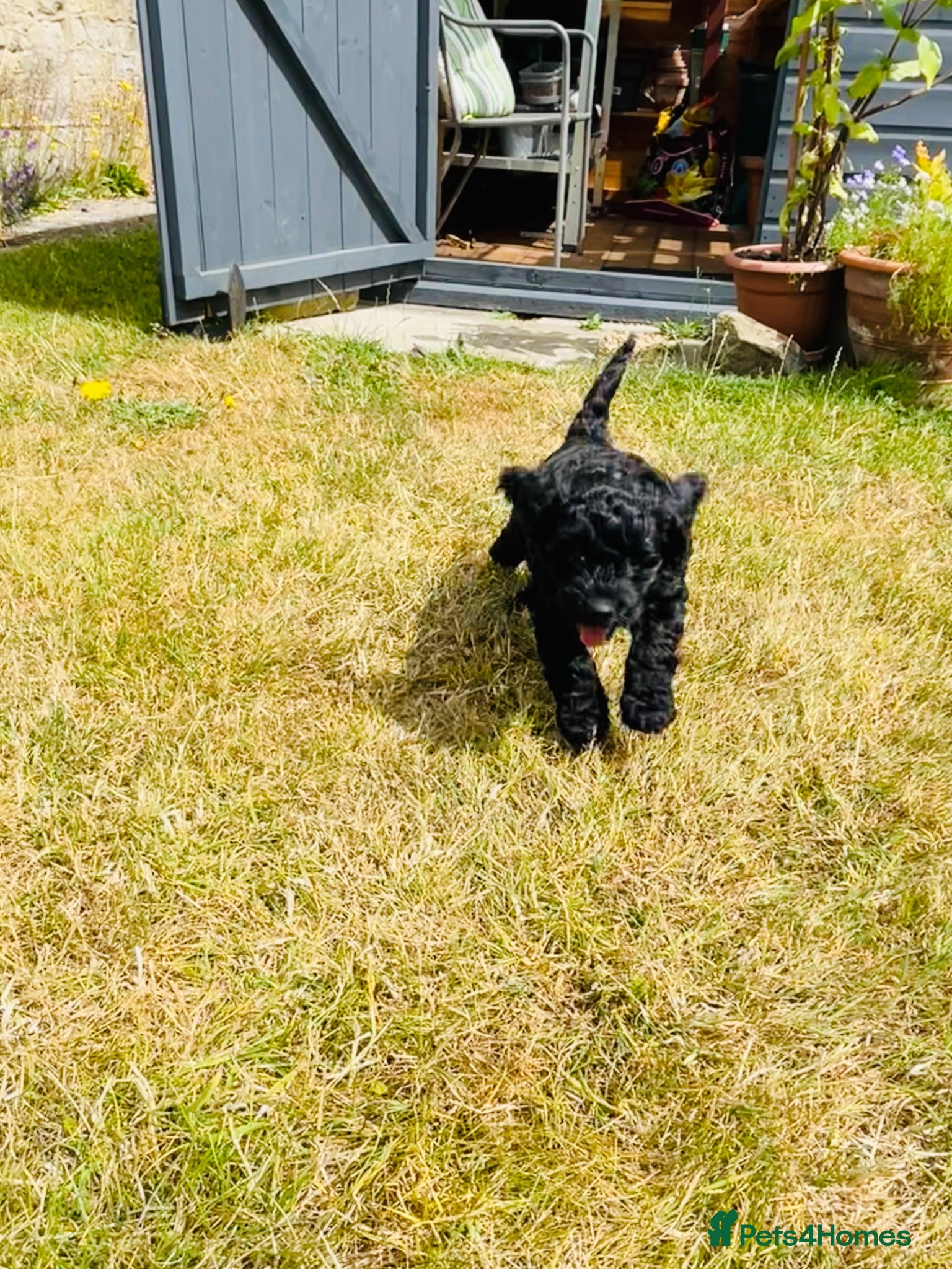 Cockapoo dogs Cockapoo Puppies * 1 girl left - Advert 2