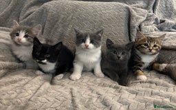 Mixed Breed cats for sale: 5 Gorgeous Kittens  - Image 1