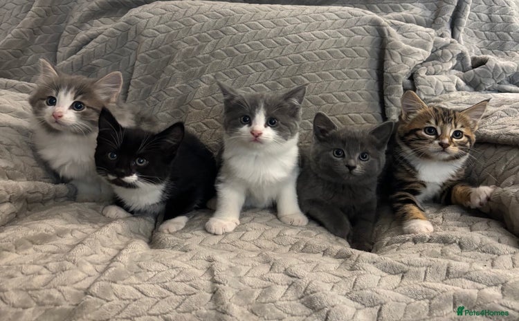 Mixed Breed cats - Advert 1
