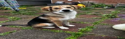 Mixed Breed dogs for sale: Our beautiful boy Rocco  in Southampton - Advert 2