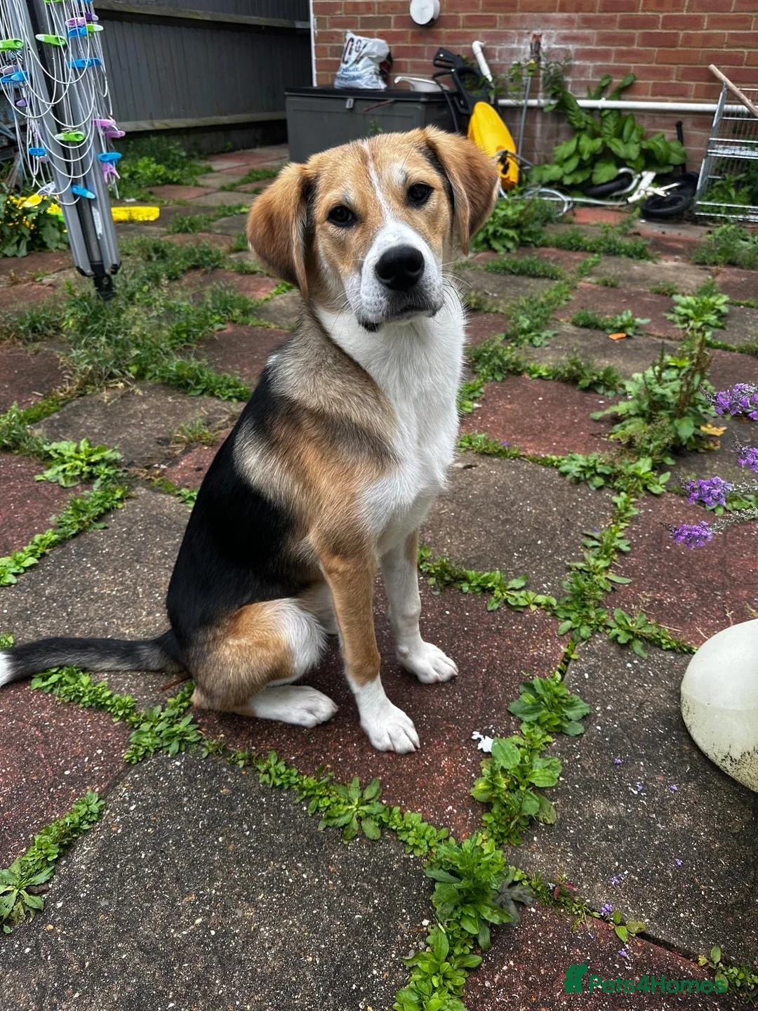Mixed Breed dogs for sale: Our beautiful boy Rocco  in Southampton - Advert 2