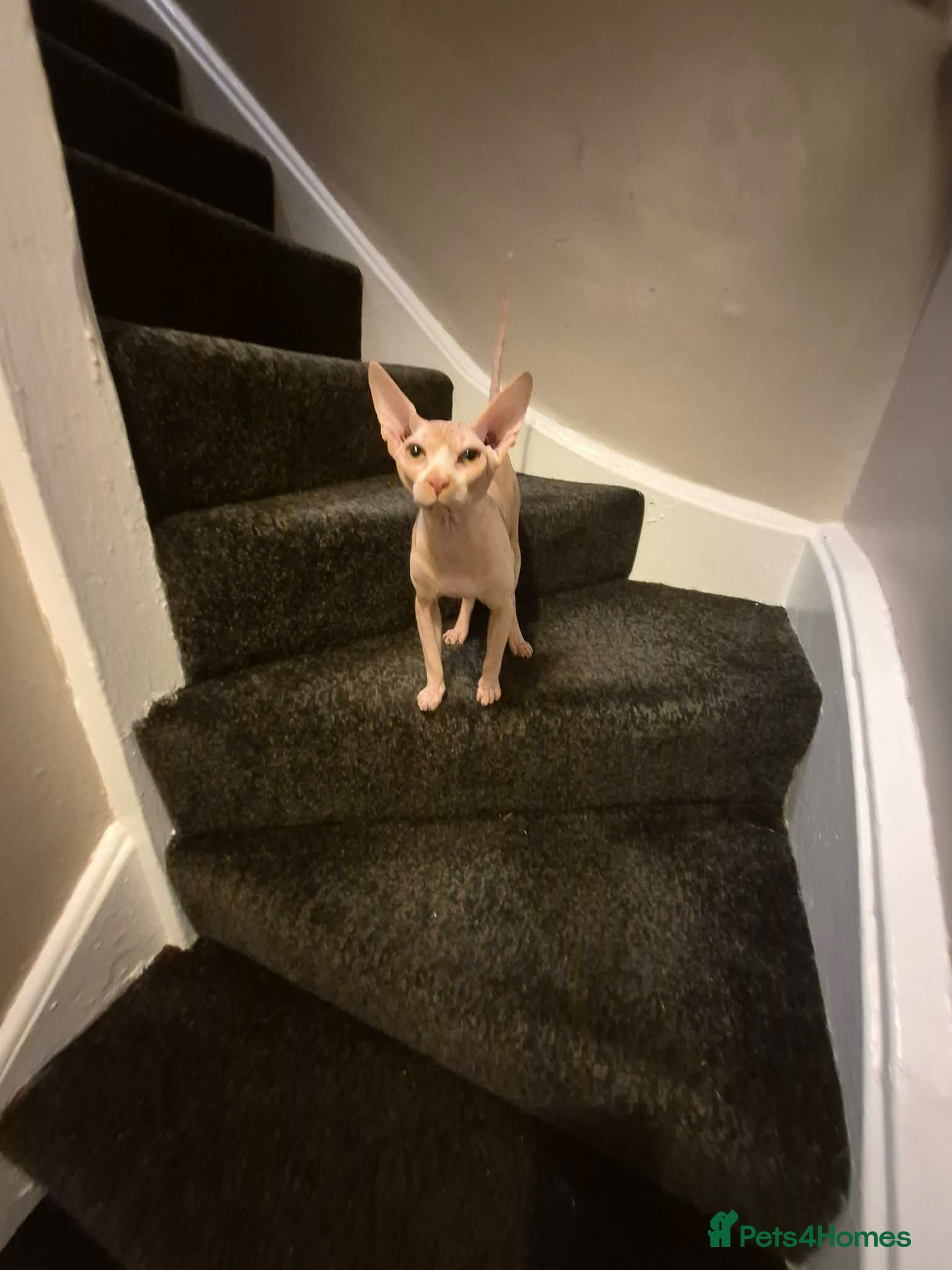 Sphynx cats Male  - Advert 1