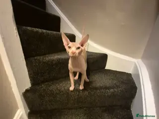 Sphynx cats Male - Advert 1