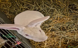 Rex rabbits for sale: Standard Rex Buck - REW. - Image 6