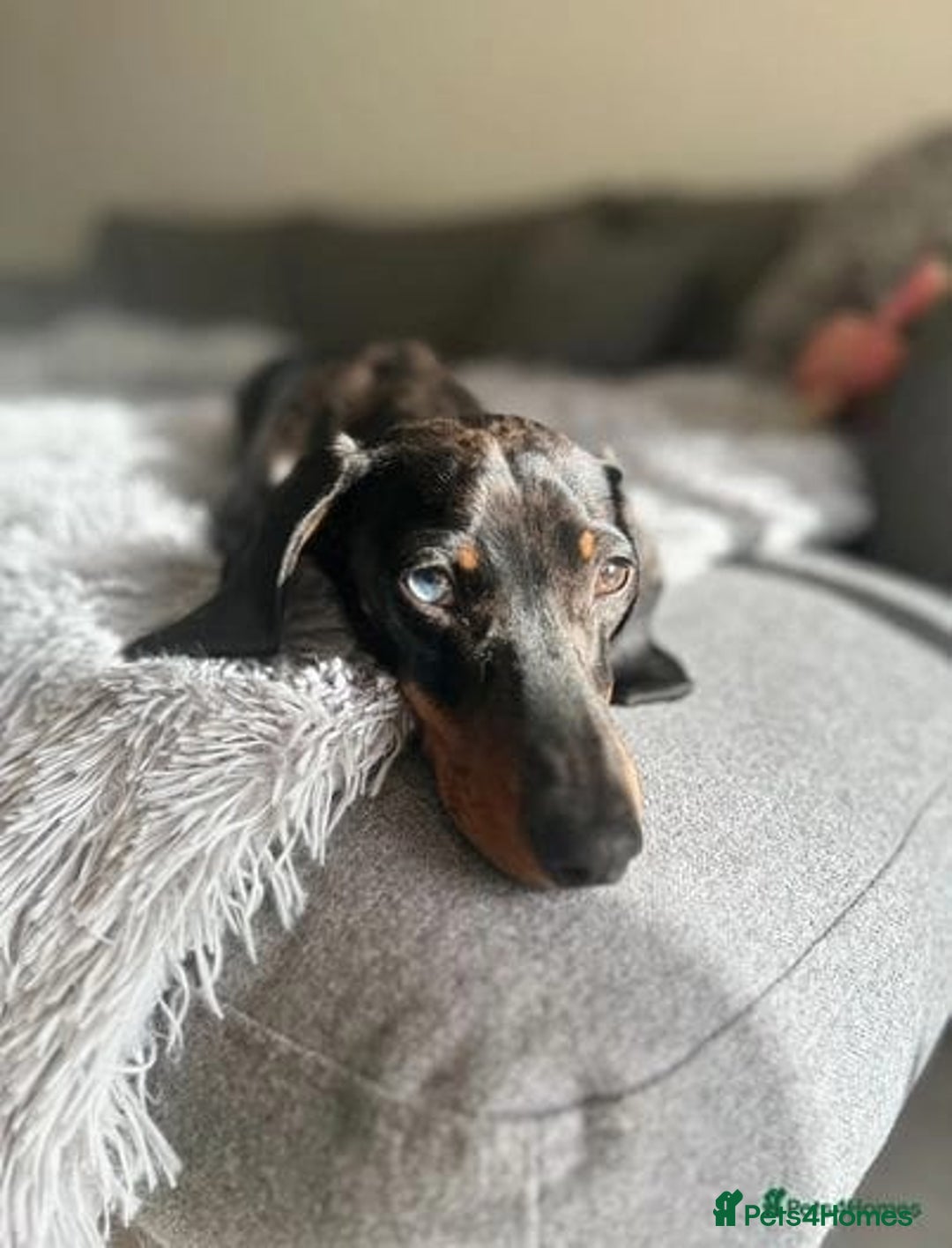 Miniature Dachshund dogs for stud: Spud the Stud in Alnwick - Advert 2