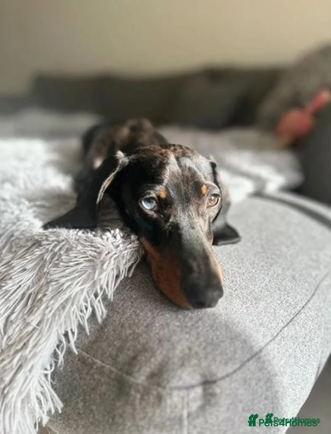 Miniature Dachshund dogs for stud: Spud the Stud in Alnwick - Advert 2