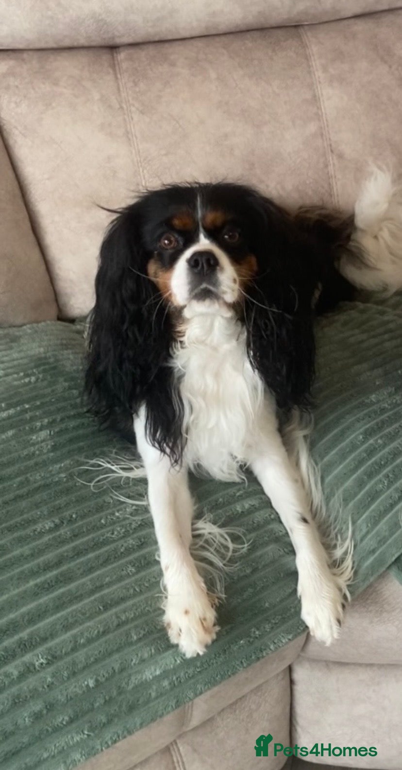 Cavalier King Charles Spaniel dogs Cavalier King Charles Spaniel Puppies DNA clear  - Advert 6