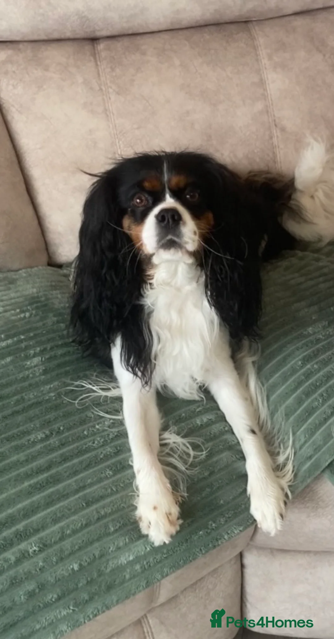 Cavalier King Charles Spaniel dogs for sale: Cavalier King Charles Spaniel Puppies DNA clear  - Advert 1